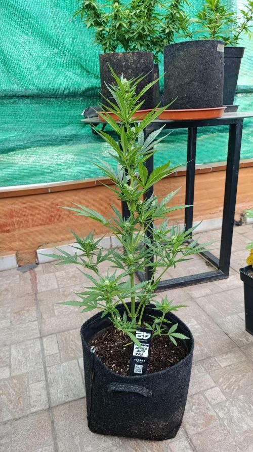 Strawberry Gorilla Rf3 Auto. Week 6