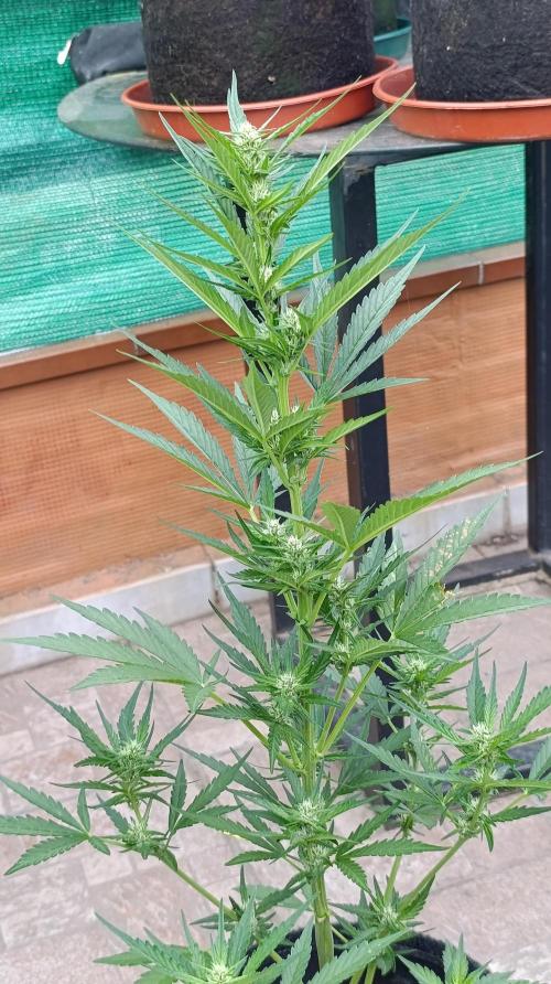 Strawberry Gorilla Rf3 Auto. Week 6
