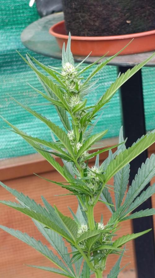 Strawberry Gorilla Rf3 Auto. Week 6