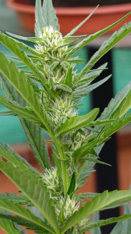 Strawberry Gorilla Rf3 Auto. Week 6