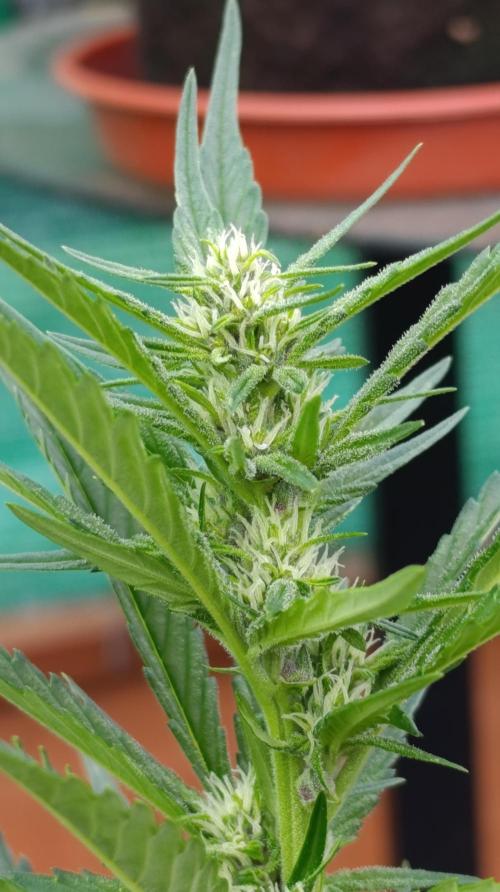 Strawberry Gorilla Rf3 Auto. Week 6