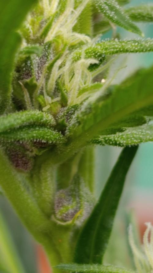 Strawberry Gorilla Auto RF3. Week 6