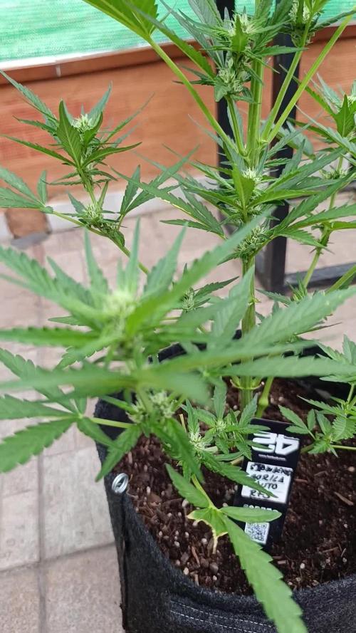 Strawberry Gorilla Rf3 Auto