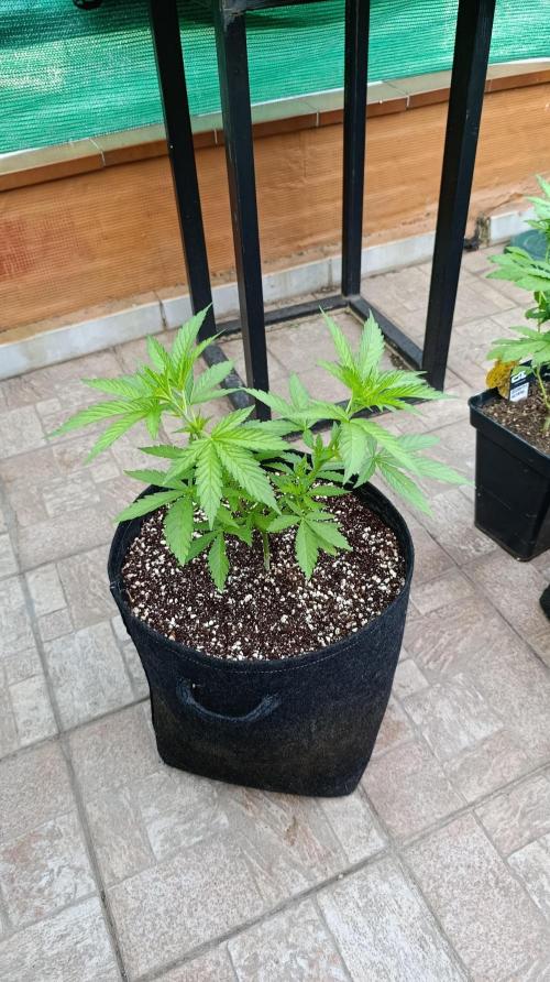 Gello Z & Xpertnutrients. Week 6