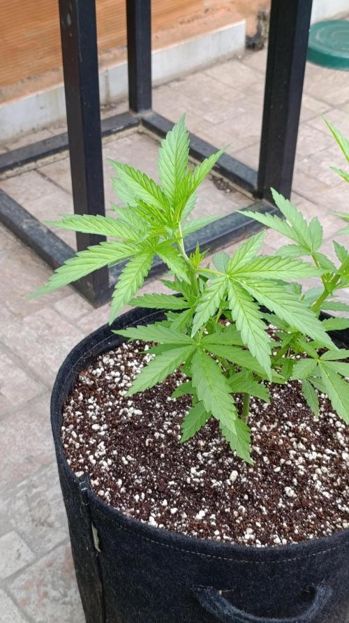 Gello Z & Xpertnutrients. Week 6