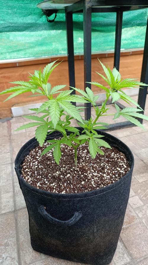 Gello Z & Xpertnutrients. Week 6