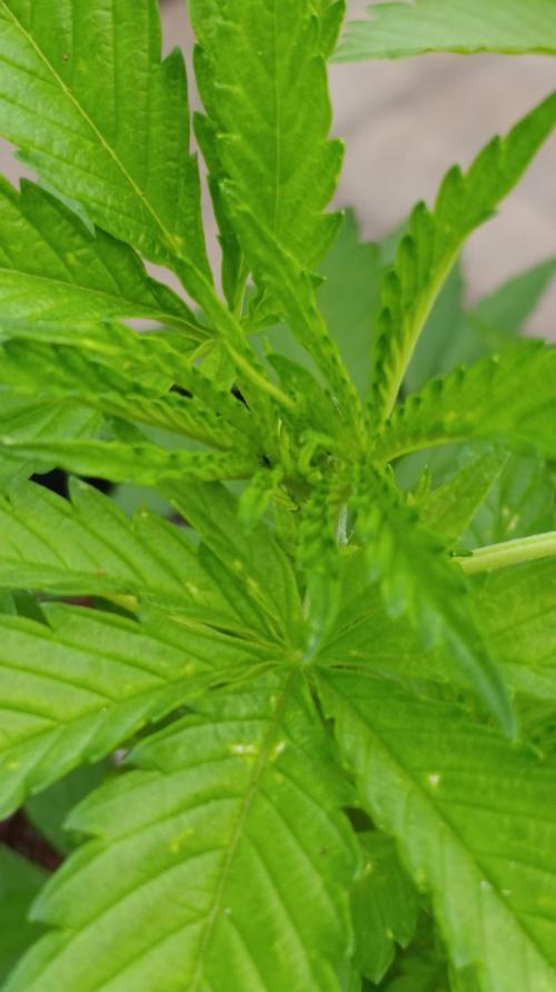 Gello Z & Xpertnutrients. Week 6