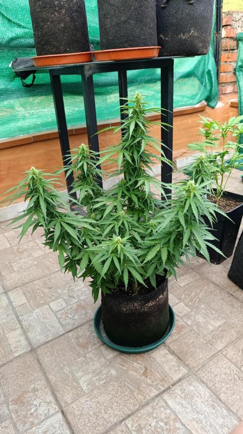 Permanent Marker XXL Auto. Week 10