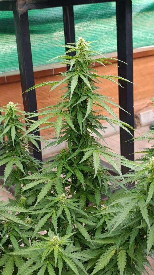 Permanent Marker XXL Auto. Week 10