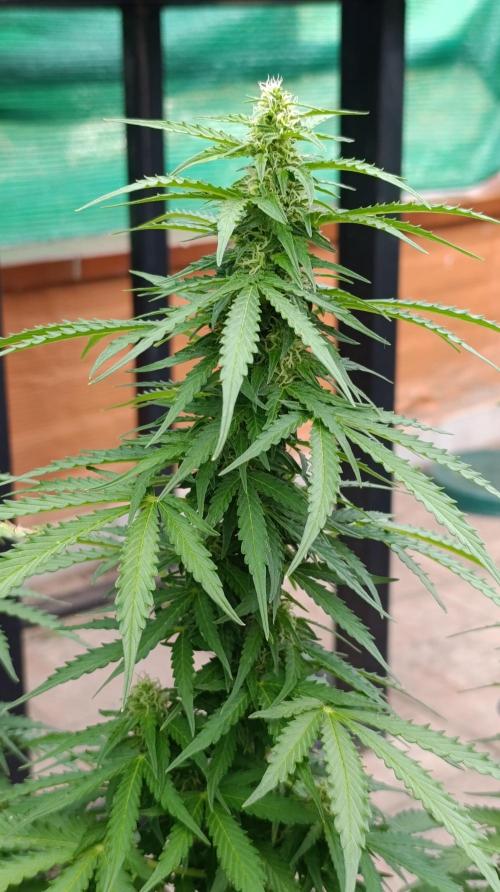 Permanent Marker XXL Auto. Week 10