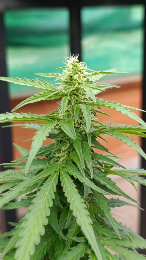 Permanent Marker XXL Auto. Week 10