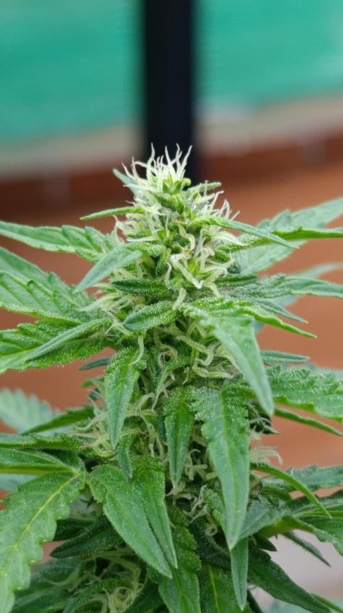 Permanent Marker XXL Auto. Week 10