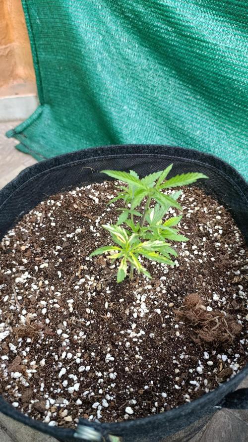 Variegated Parmigiano. Week 6