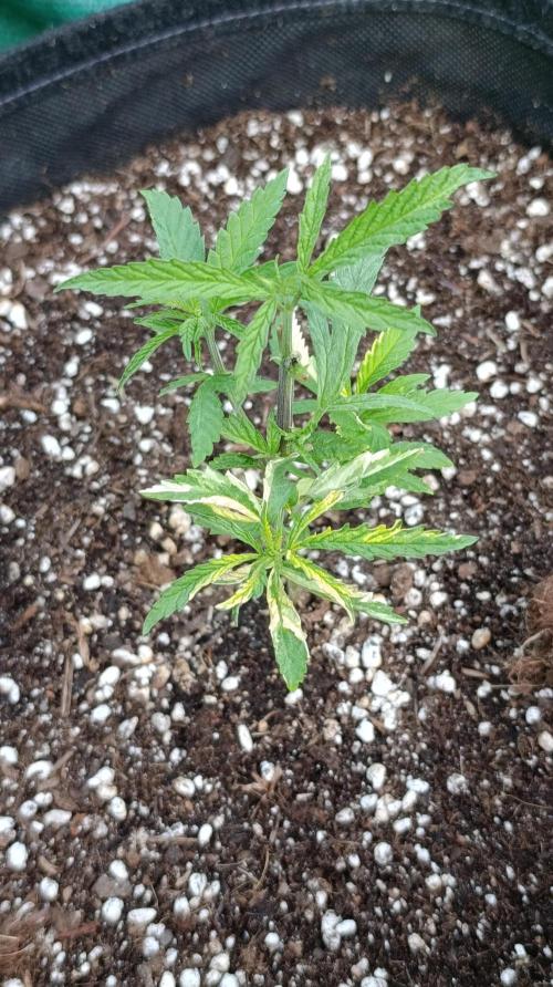 Variegated Parmigiano. Week 6
