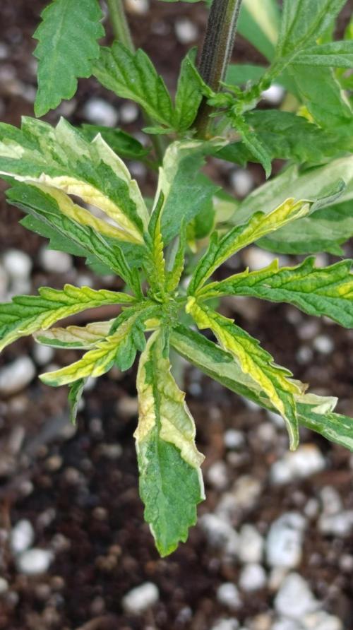 Variegated Parmigiano. Week 6