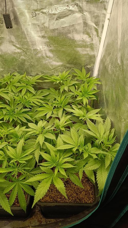 Variegated Parmigiano. Week 6