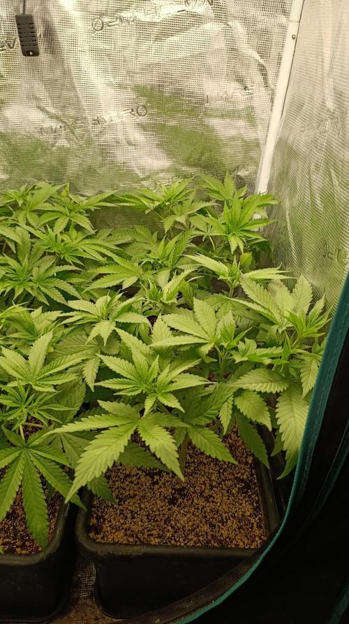 Variegated Parmigiano. Week 6