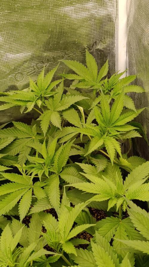 Variegated Parmigiano. Week 6