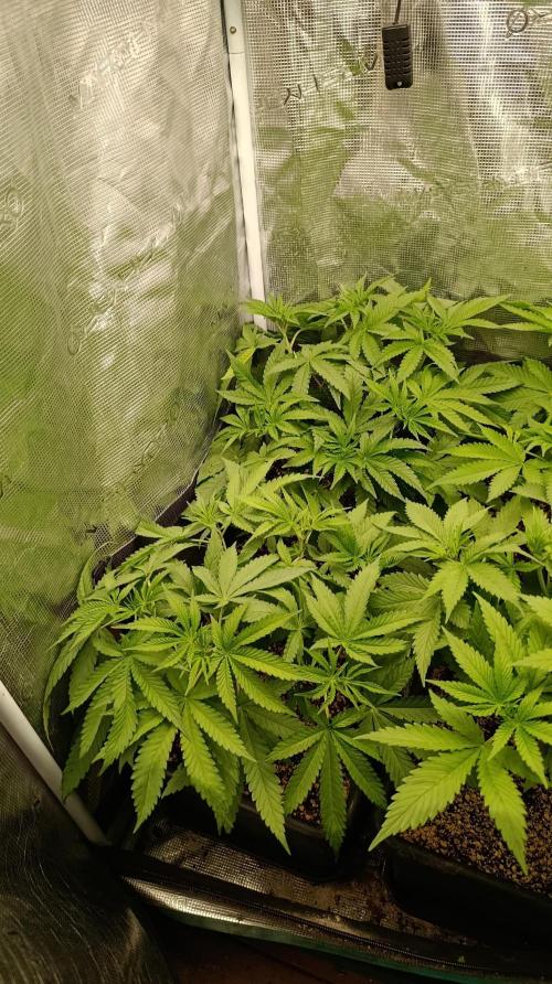 Lemon Parmesan. Week 6