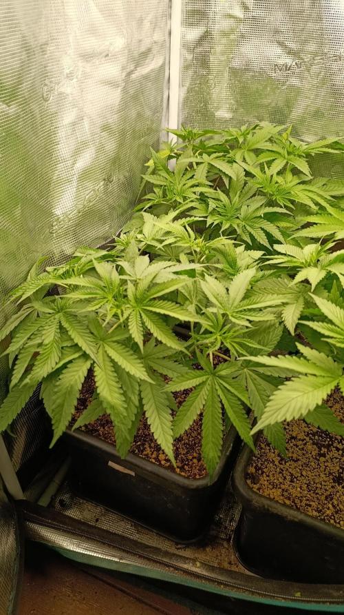 Lemon Parmesan. Week 6