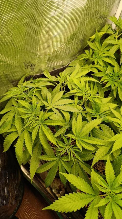 Lemon Parmesan. Week 6