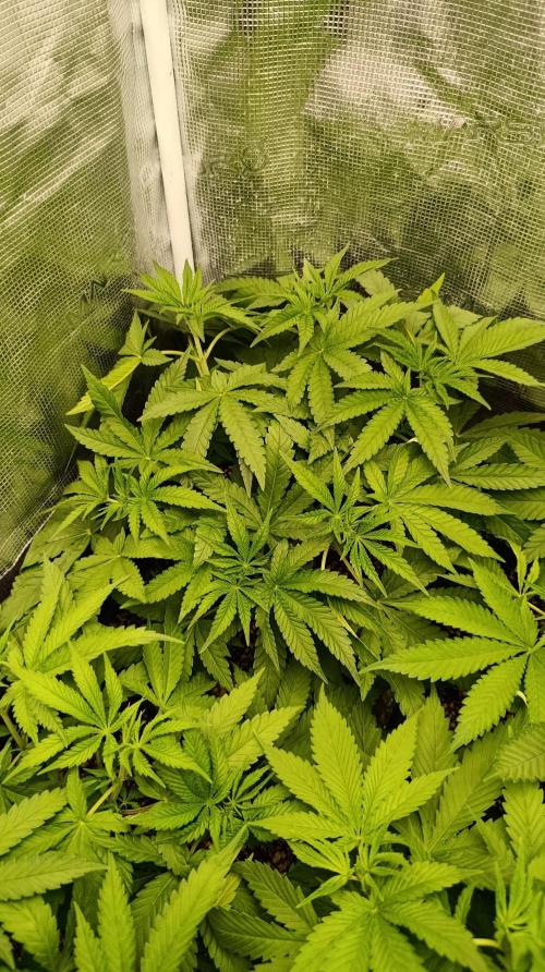 Lemon Parmesan. Week 6