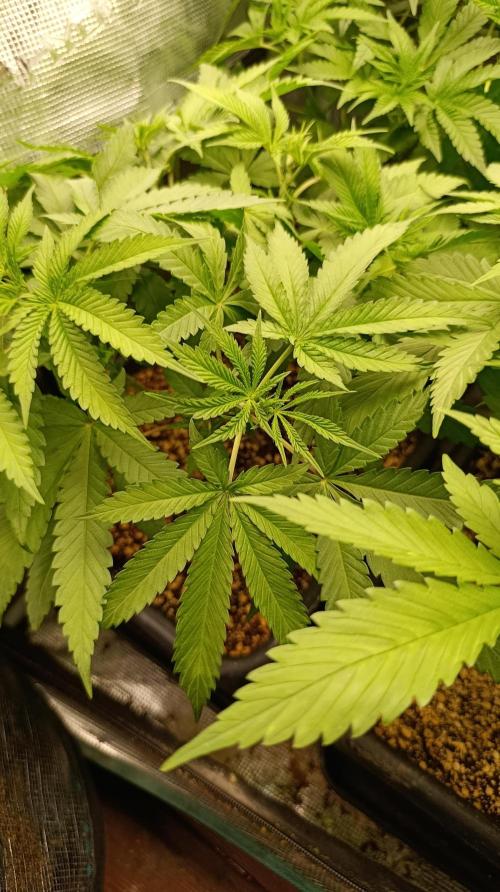 Lemon Parmesan. Week 6
