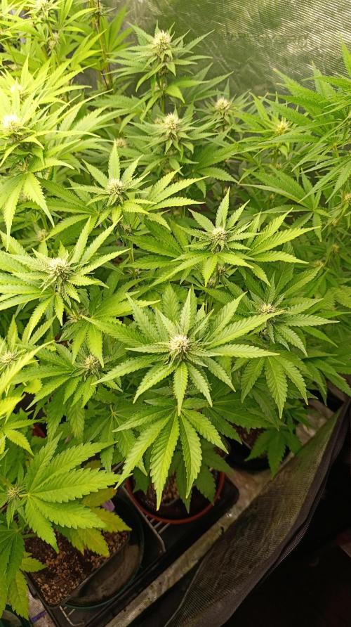 Z42 Limited Edition. Week 11