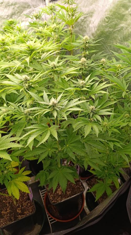 Z42 Limited Edition. Week 11