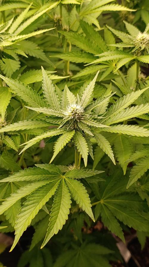 Z42 Limited Edition. Week 11