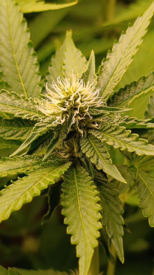 Z42 Limited Edition. Week 11