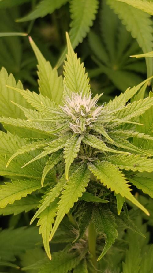 Iced Lemon Watermelon. Week 11