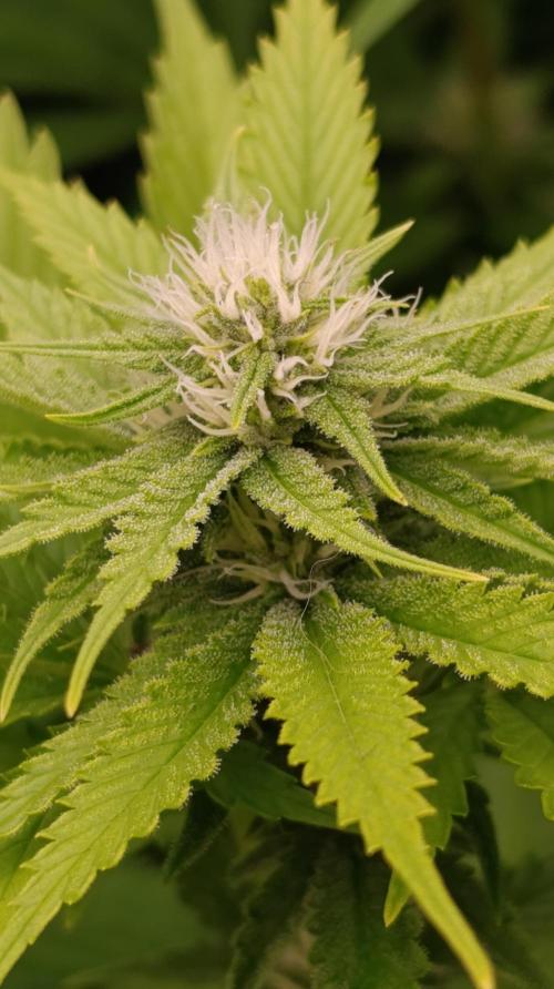 Iced Lemon Watermelon. Week 11