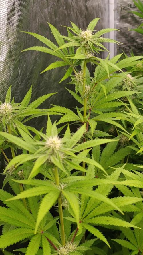 Astro Lemonade F1. Week 10