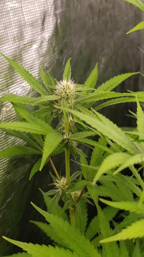 Astro Lemonade F1. Week 10