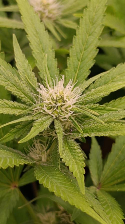 Astro Lemonade F1. Week 10