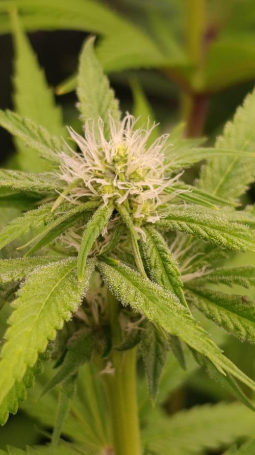 Astro Lemonade F1. Week 10
