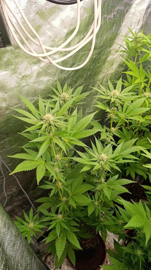 Cosmic Cheddar F1. Week 11