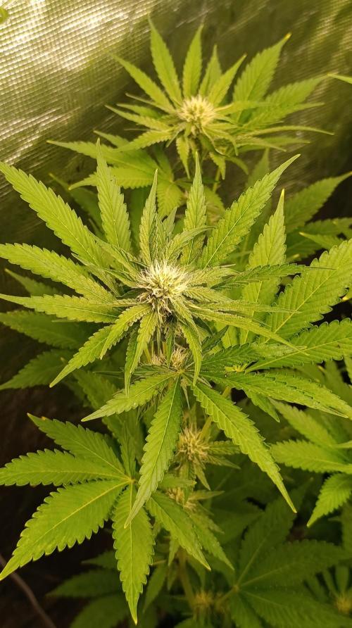 Cosmic Cheddar F1. Week 11