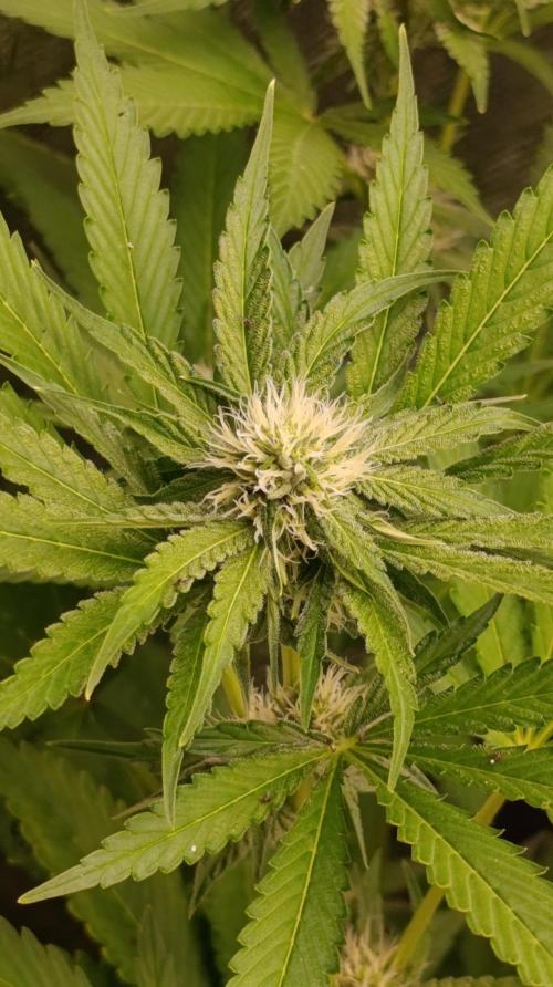Cosmic Cheddar F1. Week 11