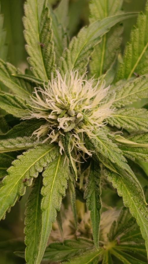 Cosmic Cheddar F1. Week 11