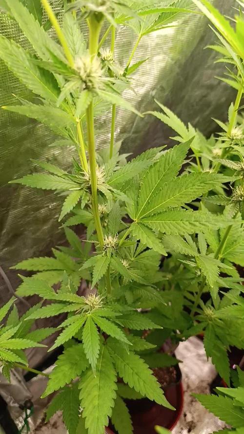 Cosmic Cheddar F1