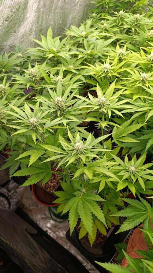 Triple Mints XXL. Week 11