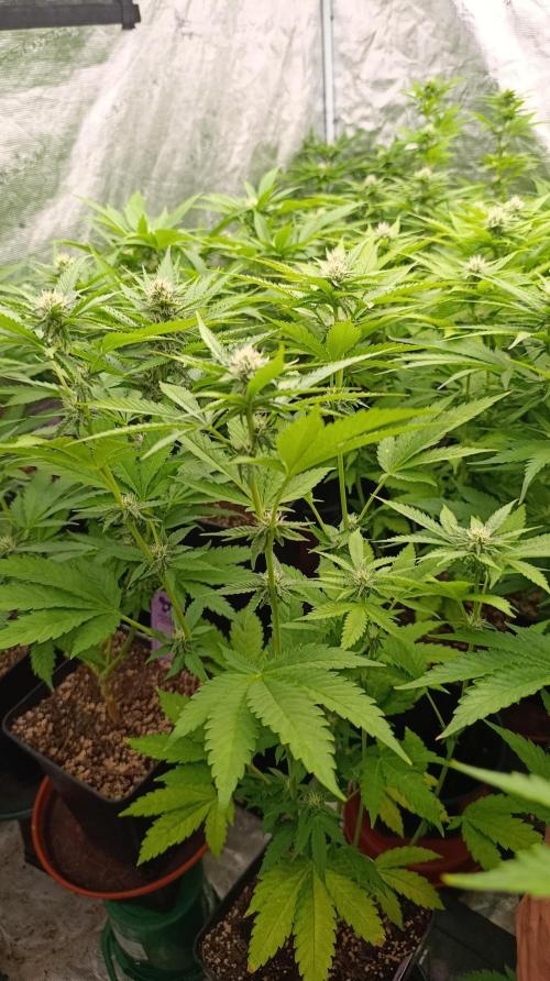 Triple Mints XXL. Week 11