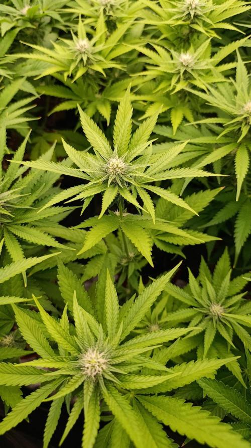 Triple Mints XXL. Week 11