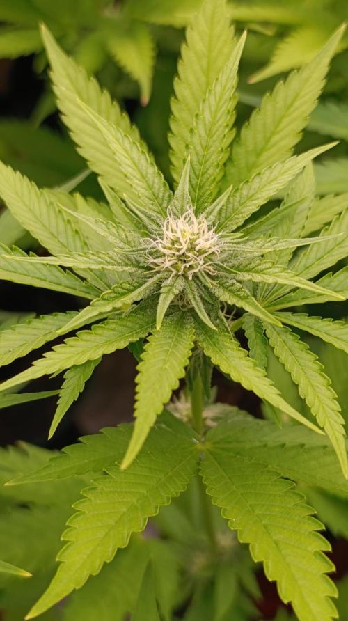 Triple Mints XXL. Week 11