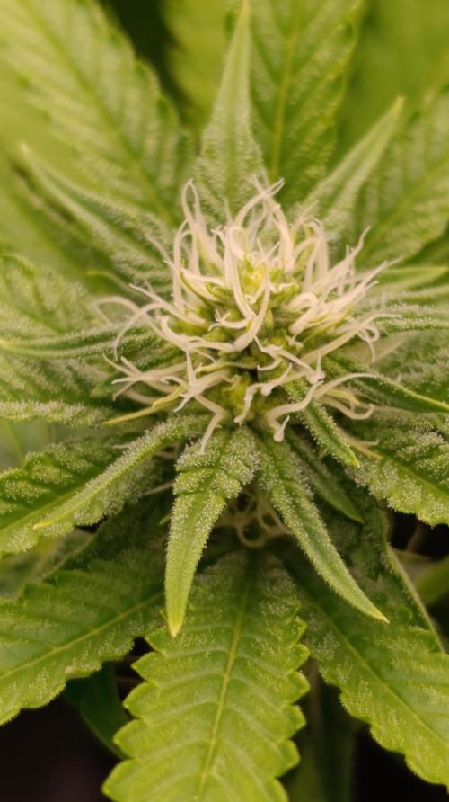 Triple Mints XXL. Week 11
