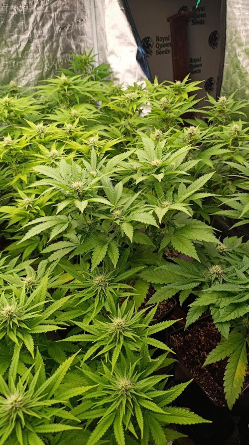 Super Lemon Cherry. Week 10
