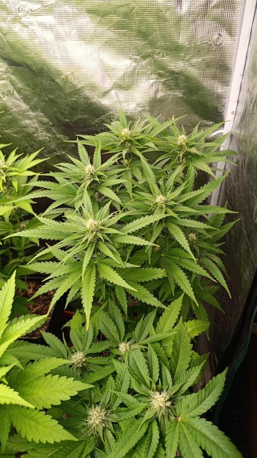 Super Lemon Cherry. Week 10