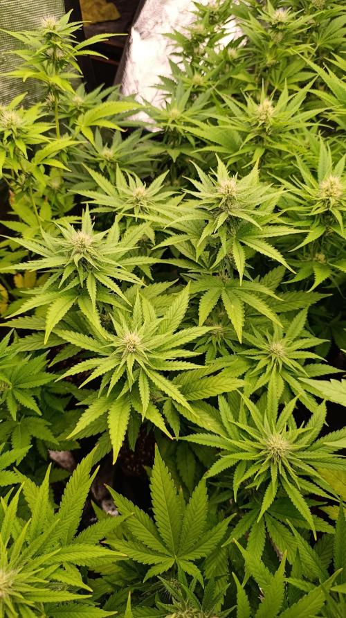 Super Lemon Cherry. Week 10